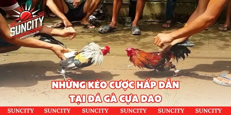 Những kèo cược hấp dẫn tại đá gà cựa dao