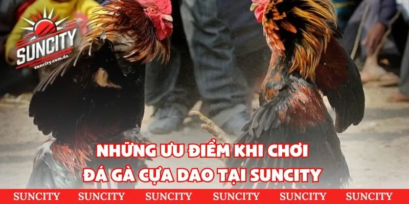 Những ưu điểm khi chơi đá gà cựa dao tại Suncity