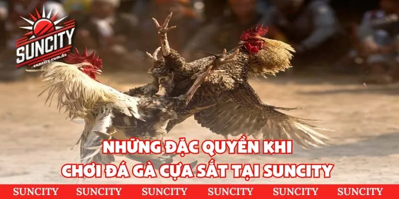 Những đặc quyền khi chơi đá gà cựa sắt tại Suncity